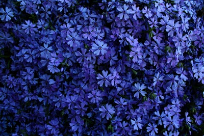 蓝色的照片有花瓣的花
